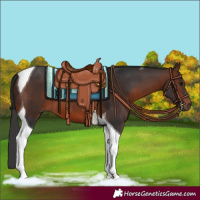 Horse Color:Brown Tobiano