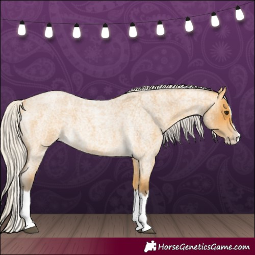 Horse Color:Silver Buckskin Roan Splash