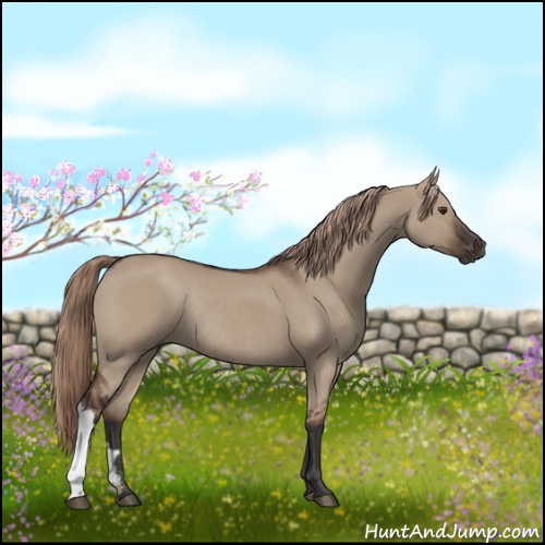 Horse Color:Liver Red Dun Rabicano 
