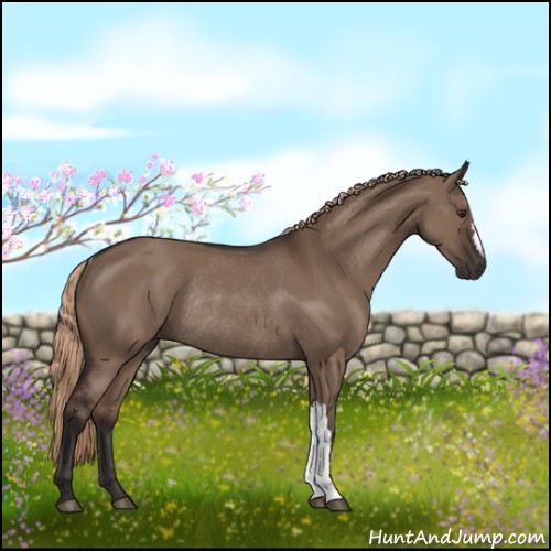 Horse Color:Liver Red Dun Rabicano 