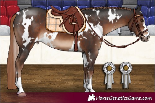 Horse Color:White Spotted Liver Chestnut 