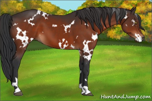 Horse Color:White Spotted Bay 