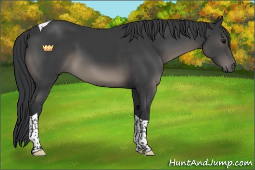 Horse Color:Black Sabino Tobiano 