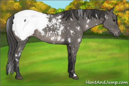 Horse Color:White Spotted Grullo Appaloosa 