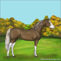 Horse Color:Chocolate Palomino Splash 