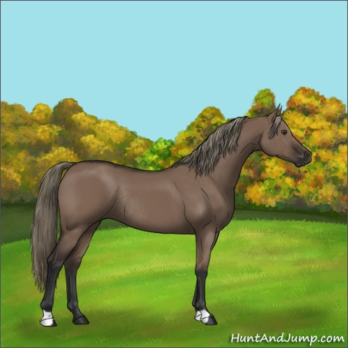 Horse Color:Liver Red Dun Rabicano