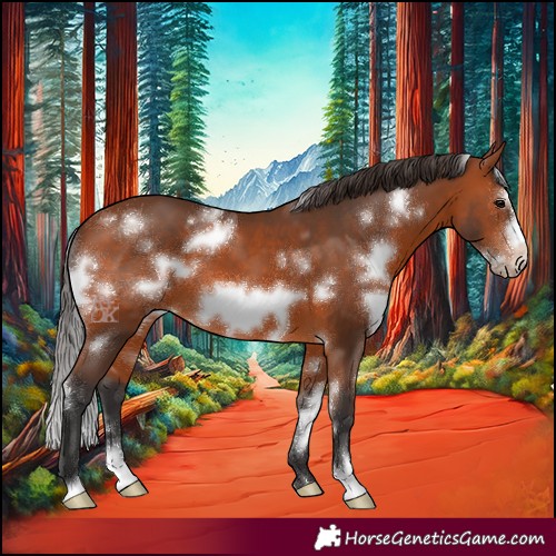 Horse Color:White Spotted Bay Frame