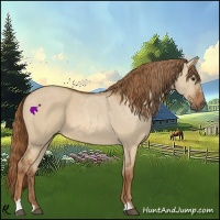 Horse Color:Red Dun Sabino
