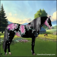 Horse Color:White Spotted Bay Dun 