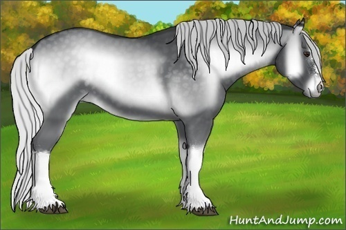 Horse Color:Silver Blue Onyx Chinchilla 