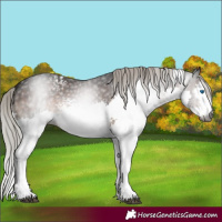 Horse Color:Gray White Spotted Silver Brown Splash 