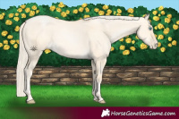 Horse Color:Palomino Pearl Dun 