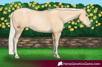 Horse Color:Silver Buckskin Pearl 