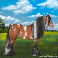Horse Color:White Spotted Brown 