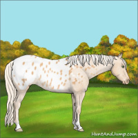 Horse Color:Gold Cream Champagne Sabino Appaloosa Rabicano 
