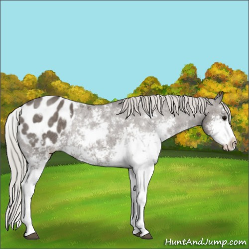 Horse Color:Silver Black Sabino Blanket Rabicano 