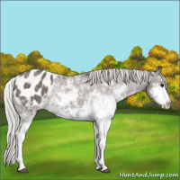Horse Color:Silver Black Sabino Blanket Rabicano 