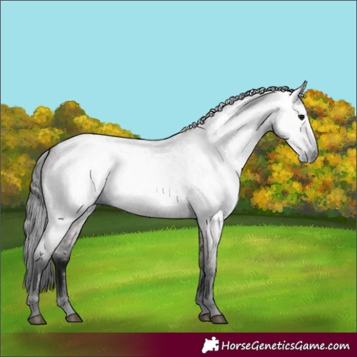 Horse Color:Gray Grullo Roan 