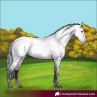Horse Color:Gray Grullo Roan 