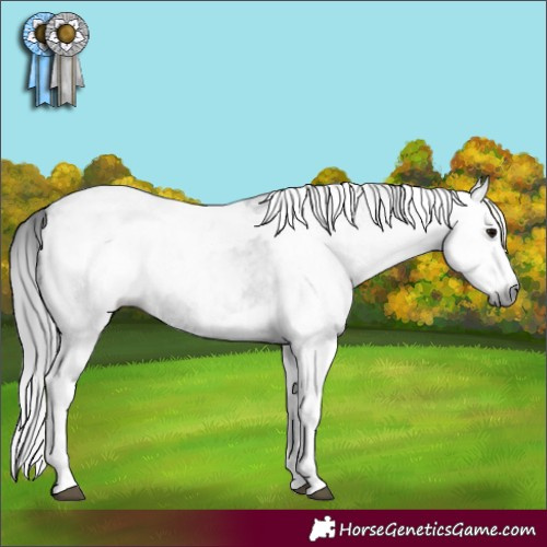 Horse Color:Gray White Spotted Black  and Gray White Spotted Black 