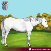 Horse Color:Gray White Spotted Black  and Gray White Spotted Black 