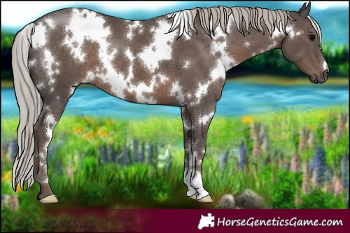 Horse Color:White Spotted Silver Black 