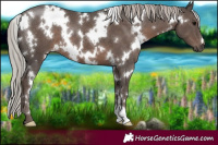 Horse Color:White Spotted Silver Black
