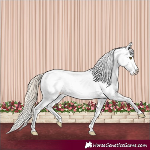 Horse Color:Chocolate Palomino Sabino 