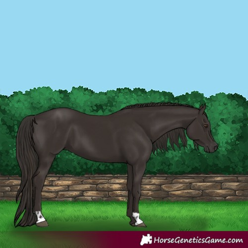 Horse Color:Liver Chestnut  and Liver Chestnut 