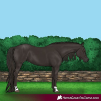 Horse Color:Liver Chestnut  and Liver Chestnut 