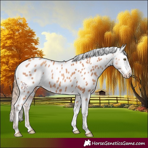 Horse Color:Gold Champagne Appaloosa 