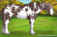 Horse Color:White Spotted Chocolate Black Sabino 