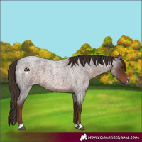 Horse Color:Liver Red Roan 