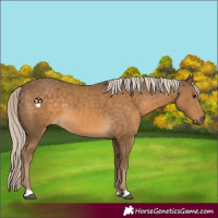 Horse Color:Chocolate Palomino 