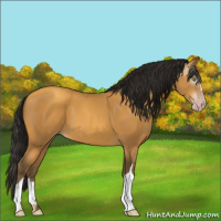 Horse Color:Gray Amber Cream Champagne 