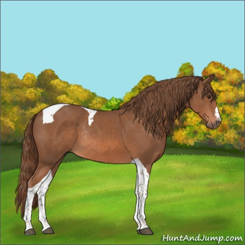 Horse Color:Chestnut Tobiano Rabicano