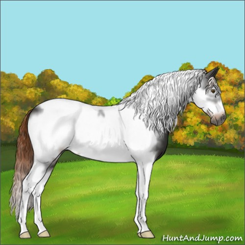 Horse Color:Gray Liver Chestnut Tobiano Frame 