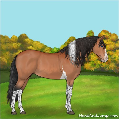 Horse Color:Bay Splash Tobiano Rabicano 