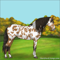 Horse Color:Gray Buckskin Splash Tobiano Near Leopard Rabicano 