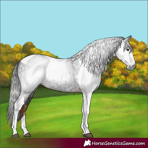 Horse Color:Gray Liver Chestnut Tobiano