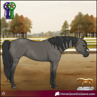 Horse Color:Grullo Rabicano 
