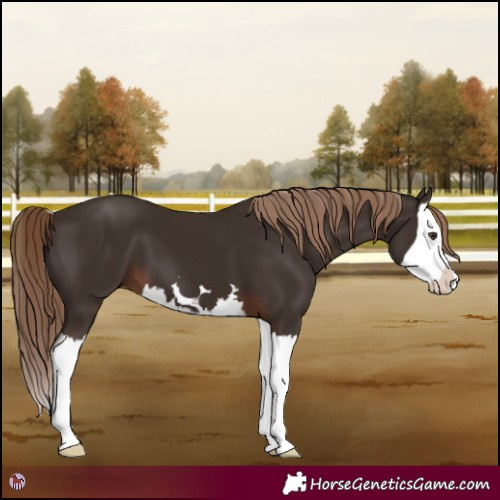 Horse Color:Liver Chestnut Splash 