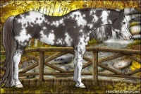 Horse Color:White Spotted Liver Chestnut Sabino 
