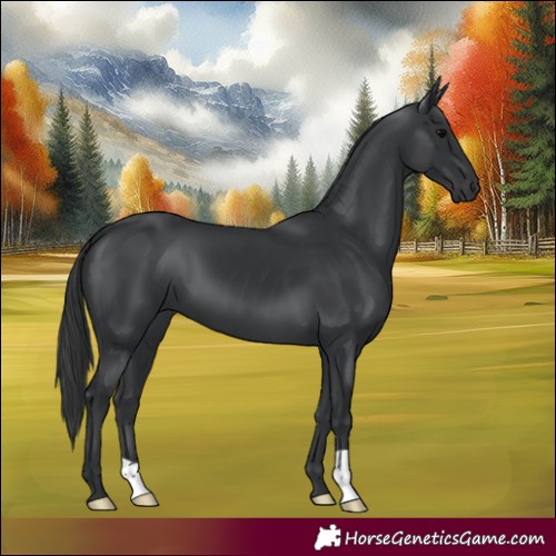 Horse Color:Black 