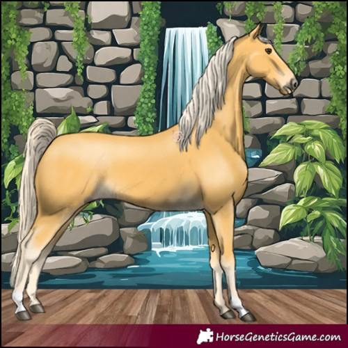Horse Color:Palomino 