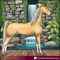 Horse Color:Palomino 
