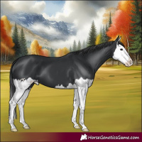 Horse Color:Black Splash