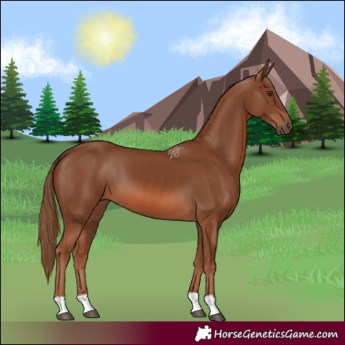 Horse Color:Chestnut 