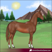 Horse Color:Chestnut 