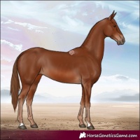 Horse Color:Chestnut 
